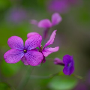 FLORETES DEL JARDI-5726_DSC5726